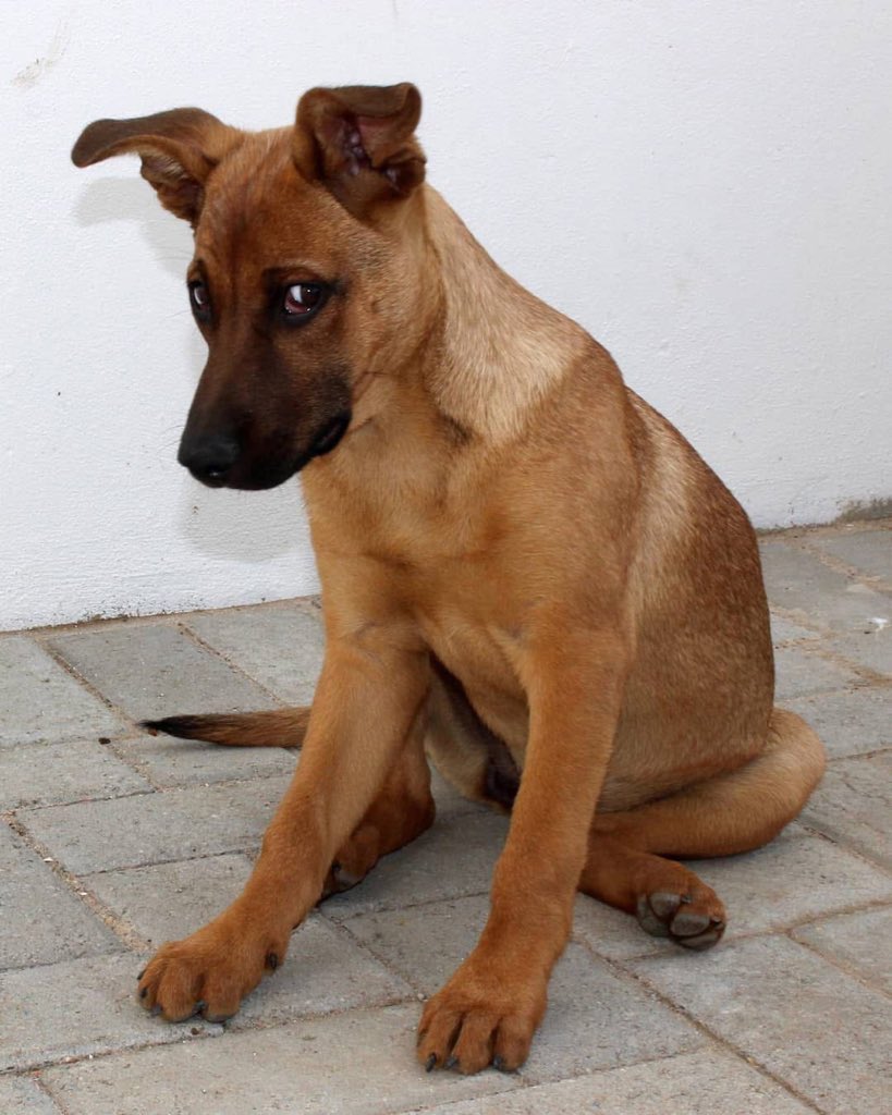 Why maZimbabweans achifarira kuchengeta this type of dog pamba?🤔