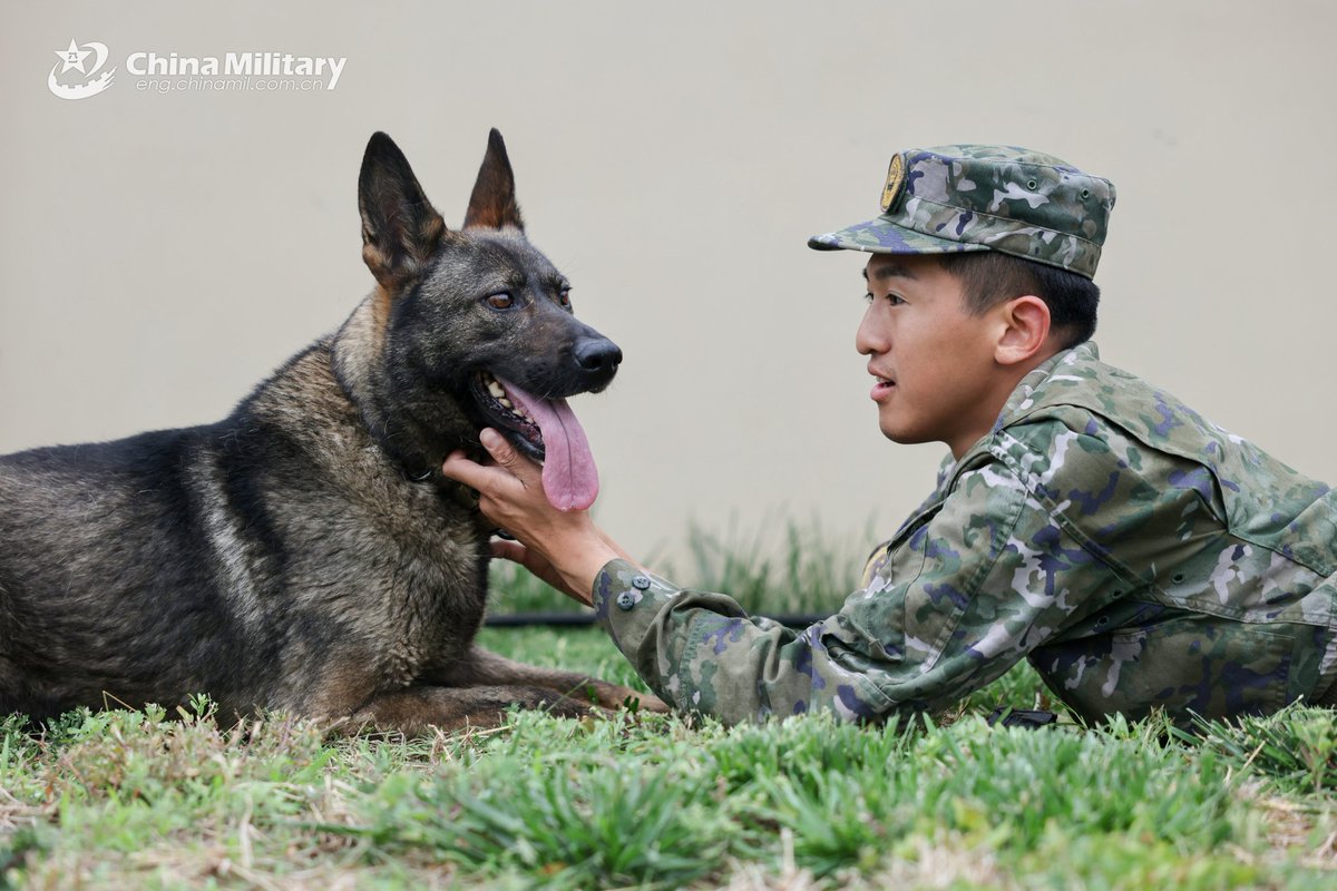 ChinaMilBugle's tweet image. Four-legged Fighters: The photos show #military working #dogs assigned to the 1st Mobile Corps of Chinese People&apos;s Armed Police (#PAP) Force following the command of their handlers to overcome obstacles in training. #Chinamilitary