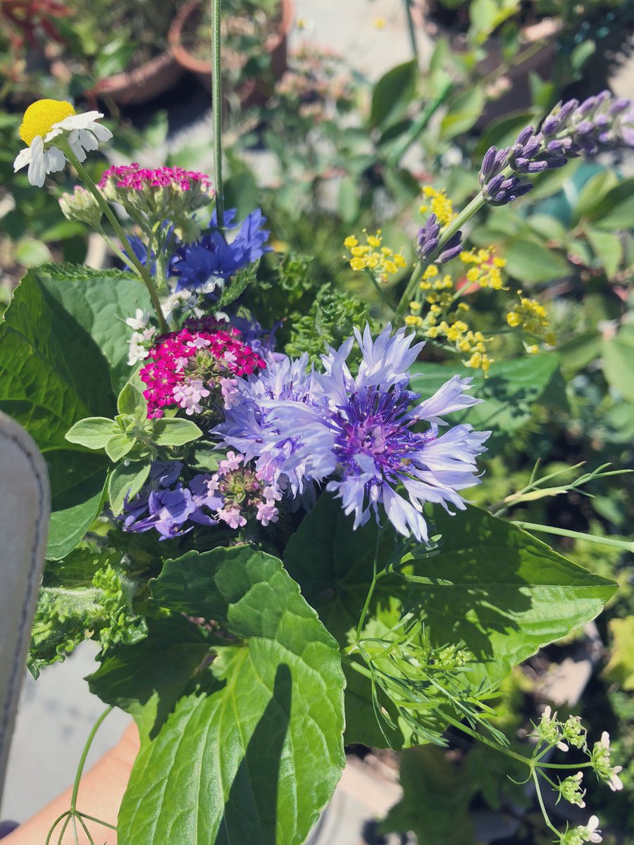 papiyo28apple's tweet photo. ハーブを摘んで今日会う娘へ✨
孫にも会える
#Funemarineherbs 
#ハーブの花束
#JAMHA
#ハーブアンドライフコーディネーター
#ハーブアンドライフ https://t.co/q9WGsMRwQl