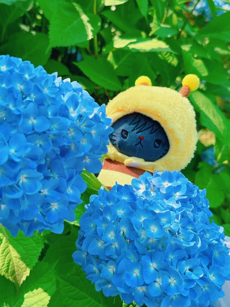 mmmo_geju's tweet photo. お花の妖精めぐにゃん https://t.co/SiF6pDPjIS