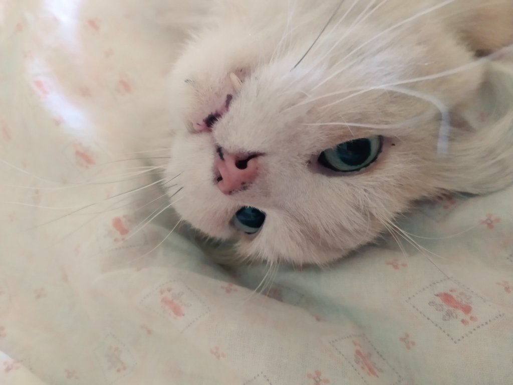 <a href="/FelineChairThi1/">Evie WonderCat 🐈 🪑</a> <a href="/Cees22331/">Cees2233</a> І look with love 😻🙃