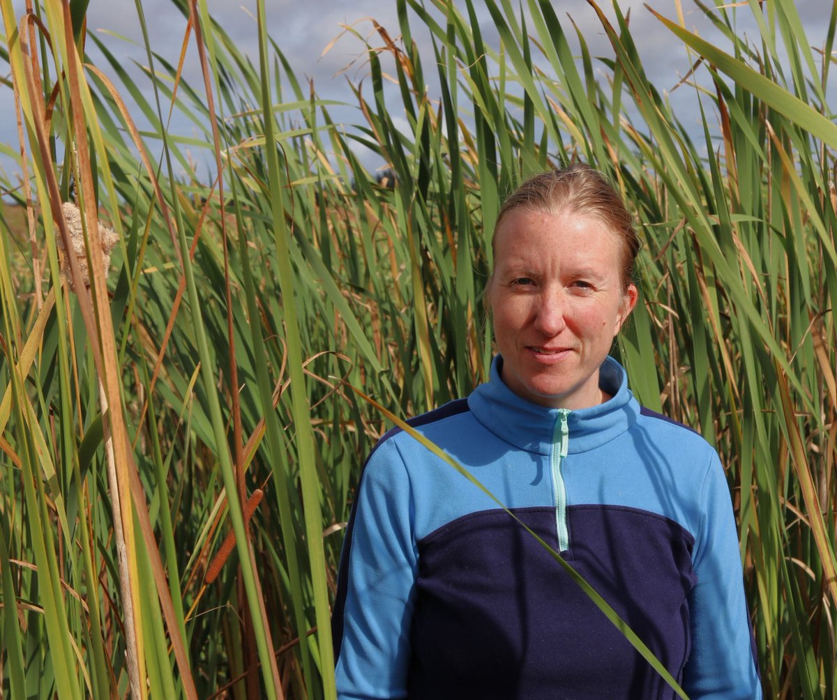 AAFC_Canada's tweet image. #GCAggie, @UAlberta, and @UWaterloo researchers are hoping that a nature-based solution will be an “udder” success for turning dairy farm wastewater into irrigation water for cattle feed crops on #ABAg dairy farms 🐮: ow.ly/BgUz50W1Ckn #WorldMilkDay