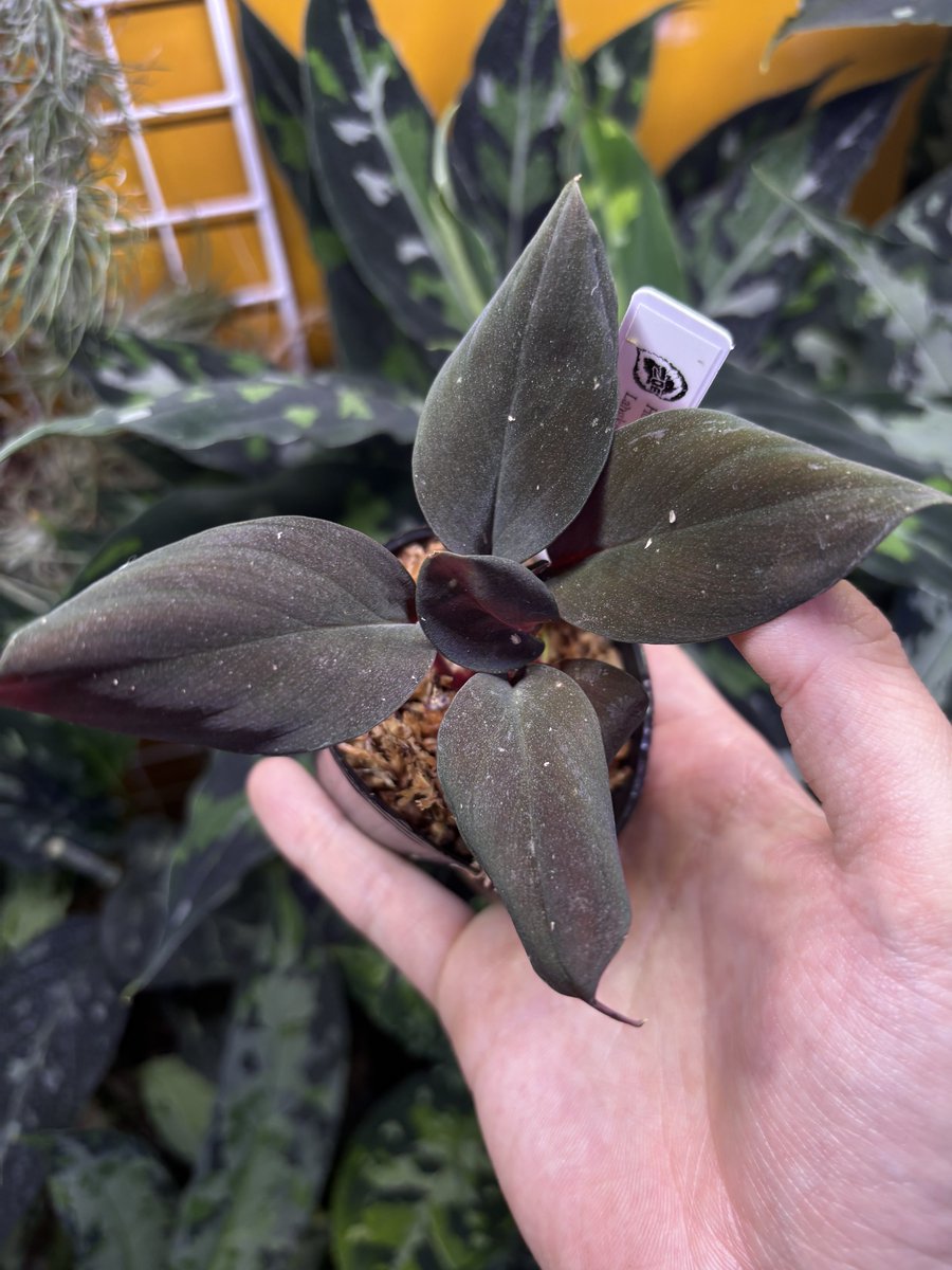 正規タグ付き　Homalomena sp. 黒雫 Yahoo!オークション - Homalomena sp. 黒雫 Langkat Sumatera Utara 【