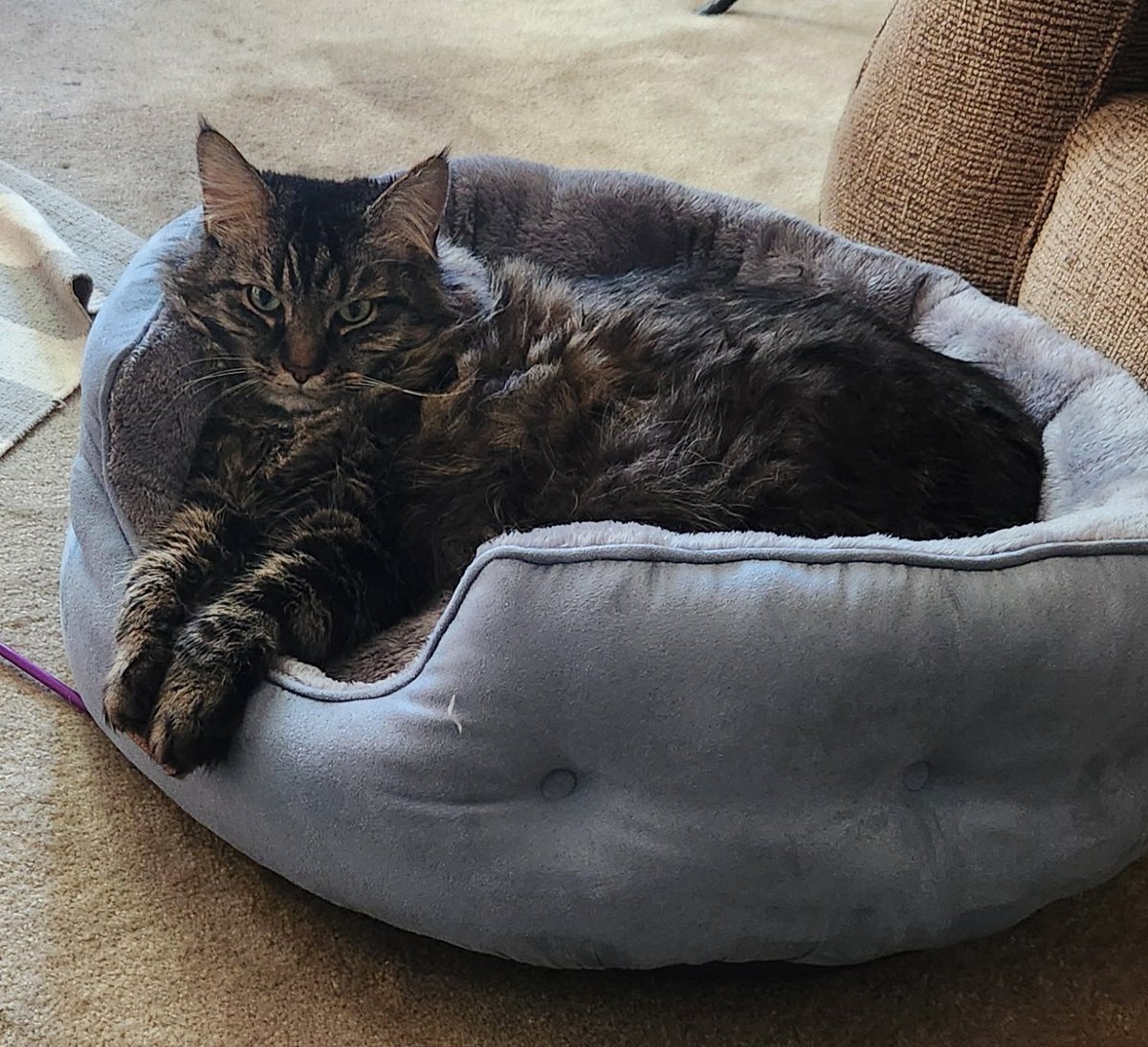 How about #CatBedSunday instead of #CatBoxSunday. My momz doesn't allow me near boxes anymore. <a href="/LittleMaineCoon/">Holly Purr⚜️</a> <a href="/JoyOfCats/">The Joy Of Cats 🫶🇨🇦</a> <a href="/GeneralCattis/">"Mad Cat" Cattis</a> <a href="/mitsy2714/">Princess Mitsy</a> <a href="/MaineCoonCatsOH/">Reny, Cat Nip Enthusiast</a> <a href="/JusticeToAll/">JusticeToAll ~ 🙏 🇺🇦 ⚖️ 🚀</a> <a href="/AmandaSmokeyIs1/">🦁Isabella, 🐈‍⬛Tommy & 🐱Alex</a> <a href="/TheCatMalice/">Malice & Mayhem 🩵#ZSHQ</a> <a href="/HugoStevens15/">😺😺🎄🎄⛄️⛄️Hugo Mainecoon 🎄🎄🌦️⛄️⛄️😺😺</a> <a href="/LordGraydon/">Ms. Savoy & Mr. Sanderson @LordGraydon</a>