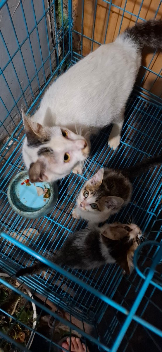 ij (@indrajtaz) on Twitter photo Open adopt, 2 kitten 4 bulanan, satu kucing betina, domisili bandung timur arcamanik, bantu rt dong kak <a href="/ITBSF/">In Harmonia Purrogressio</a> <a href="/0tk0il/">ØTöNGKØiL</a> <a href="/infobdg/">BANDUNG ᮘᮔ᮪ᮓᮥᮀ</a> Open adopt, 2 kitten 4 bulanan, satu kucing betina, domisili bandung timur arcamanik, bantu rt dong kak <a href="/ITBSF/">In Harmonia Purrogressio</a> <a href="/0tk0il/">ØTöNGKØiL</a> <a href="/infobdg/">BANDUNG ᮘᮔ᮪ᮓᮥᮀ</a>