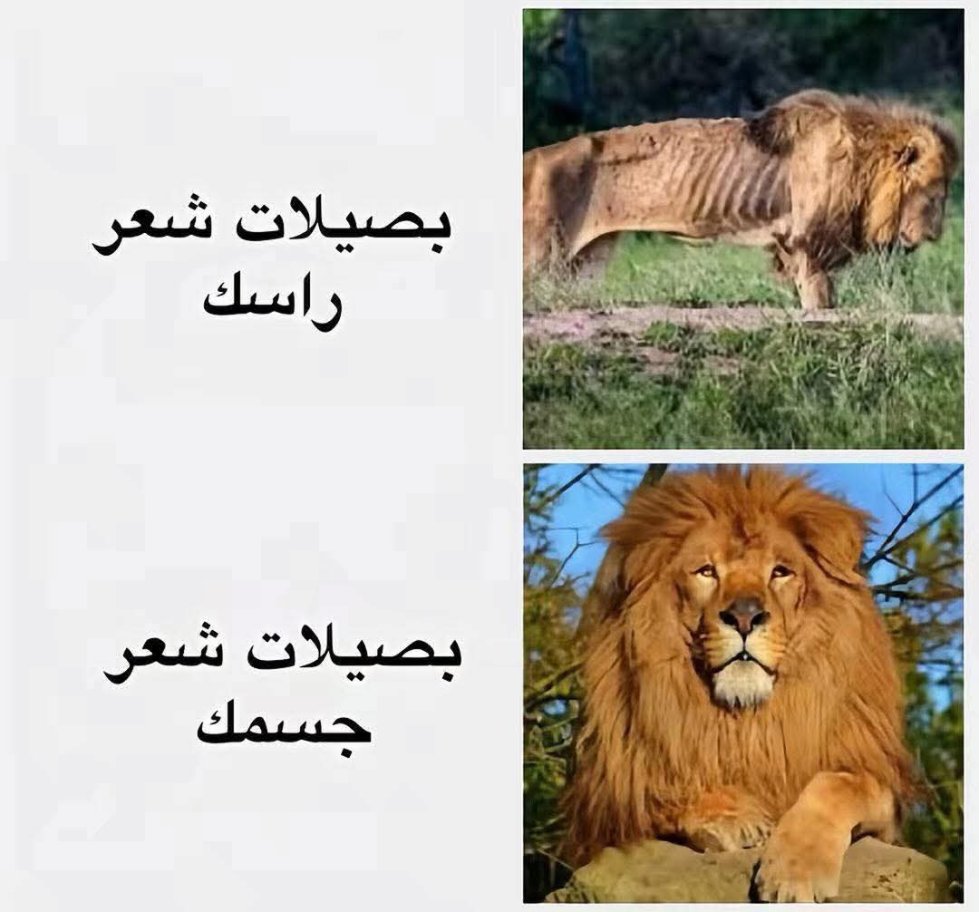 لماذا نحن هنا ؟ (@saudidadjokes) on Twitter photo 