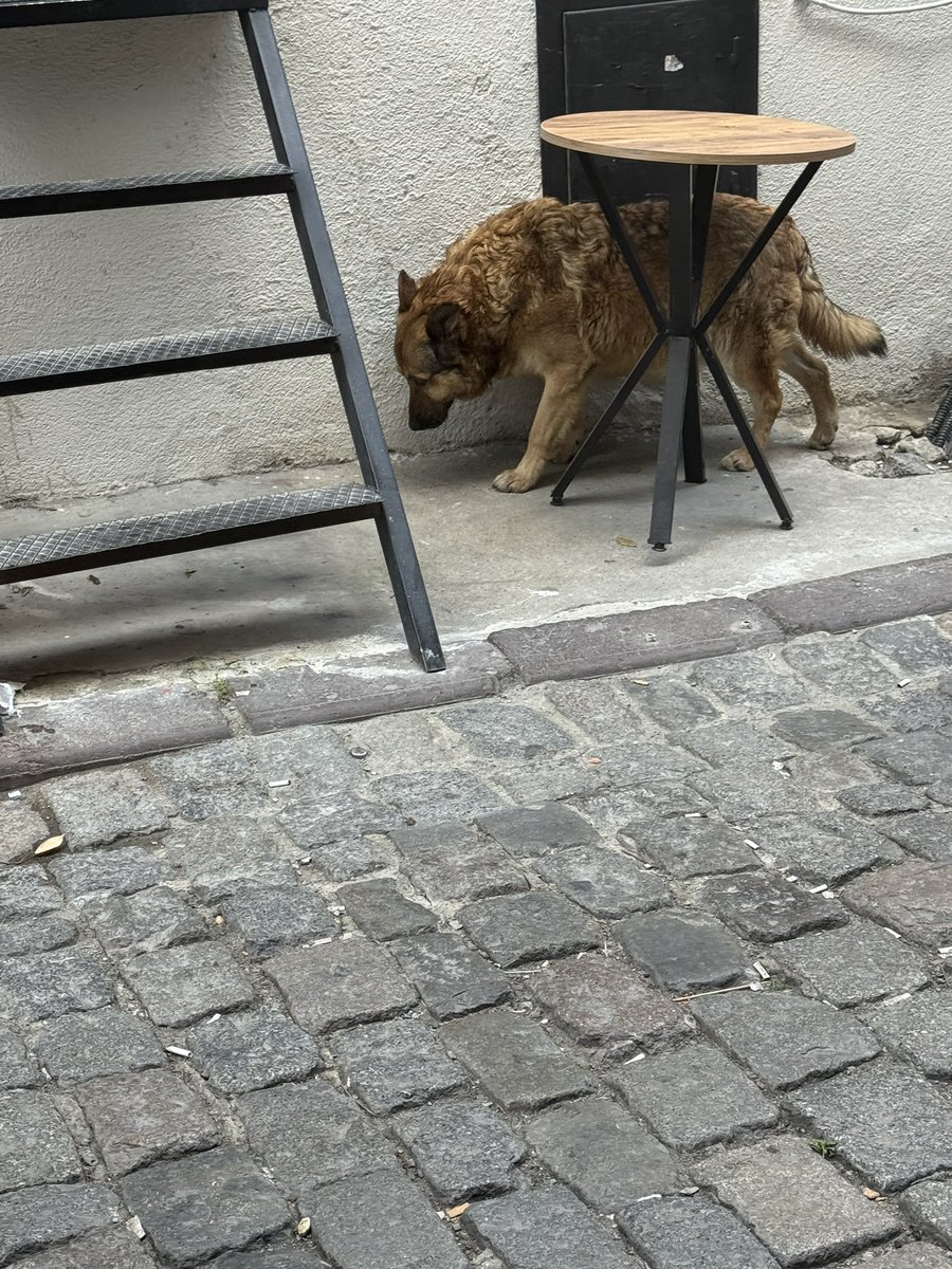 Güvenli Şehirler (@guvenlisehirler) on Twitter photo Takipçi mesajı:
"10 yaşındaki çocuğum Galata Kulesi’nin önünde bir başıboş köpek tarafından saldırıya uğradı. Aynı köpek tarafından başka çocuklarında ısırıldığını duyduk.
Buna rağmen aynı köpek aynı sokaklarda gezmeye devam ediyor."
Kendisi <a href="/BeyogluBld/">Beyoğlu Belediyesi</a>, <a href="/inanguney/">inan güney</a> ve diğer Takipçi mesajı:
"10 yaşındaki çocuğum Galata Kulesi’nin önünde bir başıboş köpek tarafından saldırıya uğradı. Aynı köpek tarafından başka çocuklarında ısırıldığını duyduk.
Buna rağmen aynı köpek aynı sokaklarda gezmeye devam ediyor."
Kendisi <a href="/BeyogluBld/">Beyoğlu Belediyesi</a>, <a href="/inanguney/">inan güney</a> ve diğer
