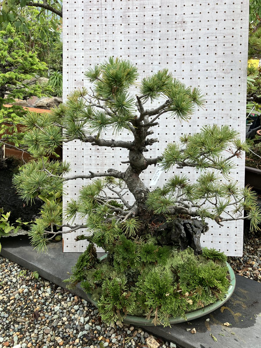 盆栽コーナーより
五葉松などの手頃なサイズ感の盆栽が入荷してました。サツキ盆栽も一部ありましたので興味のある方はぜひ一度ご覧下さい。