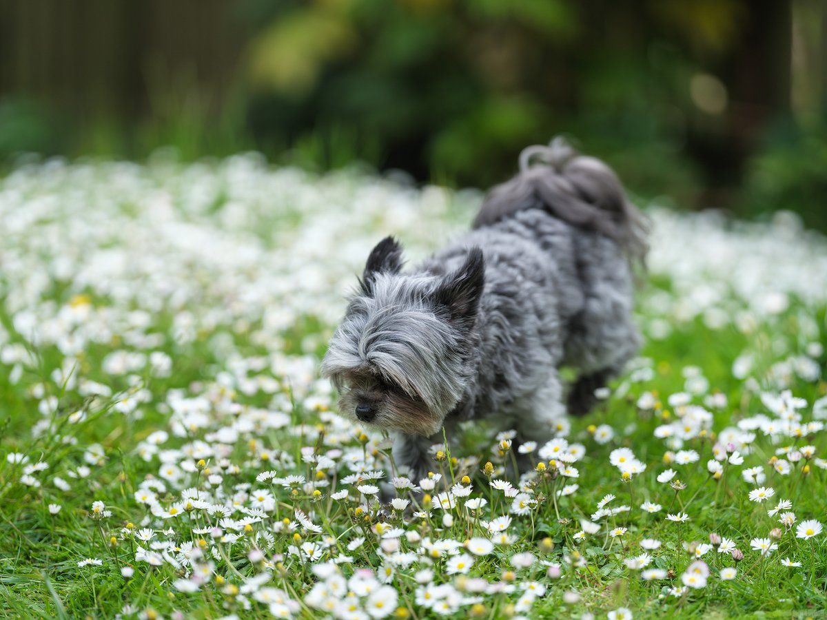 ttarpd's tweet photo. "Stop and Smell the Daisies", Bart in my parent's back garden.
https://t.co/0QJv1vhkPV
#photography #art #uk #gb #England #faithfulfriend #dog #companion #fourlegs #Canine #Chihuahua #ToyPoodle #fuji #fujifilm #fujinon #GFX100S #GF110mm #datacolorspyder #sunwayfoto #TopazLabs https://t.co/0LaHeySi1C