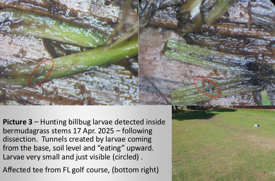Finding bermudagrass (and zoysia) presumed to be disease and/or bermudagrass mites, following ineffective pesticide apps, due to hunting billbugs.  Difficult to identify &amp; time apps for larvae vs. adults.  This pest, a weevil, has history of developing insecticide resistance.