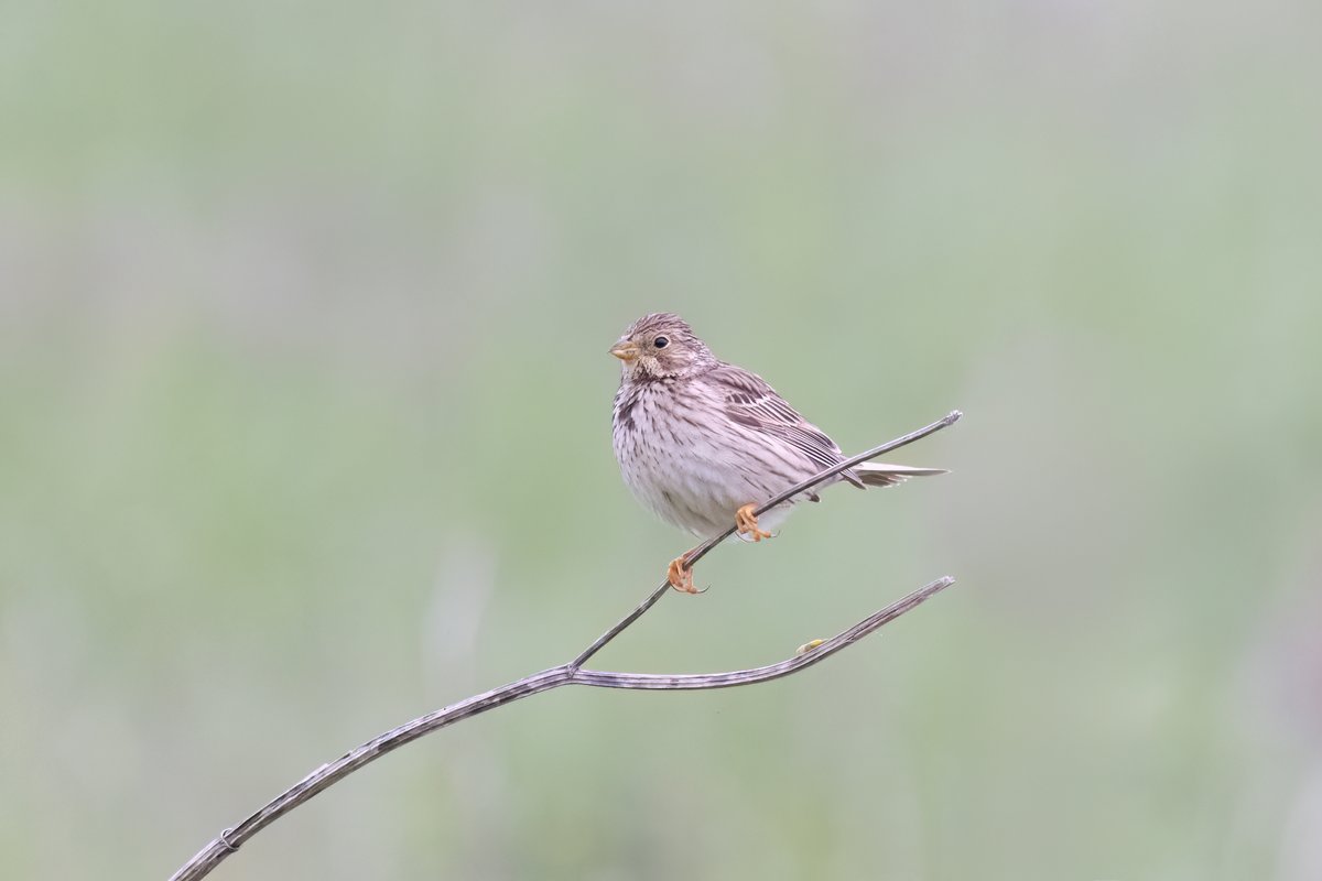 Corn Bunting, Wiltshire UK #birdphotography #BirdsOfTwitter #birdwatching #BBCWildlifePOTD #nature #NaturePhotography #wildlifephotography #wildlife #TwitterNatureCommunity #twitterbirds #BirdTwitter #naturelovers #BirdsSeenIn2025 #BirdsOfX #NatureLovers #natureworld