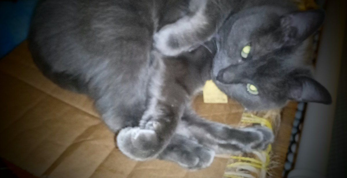 Janie Unknown Writes tweet media