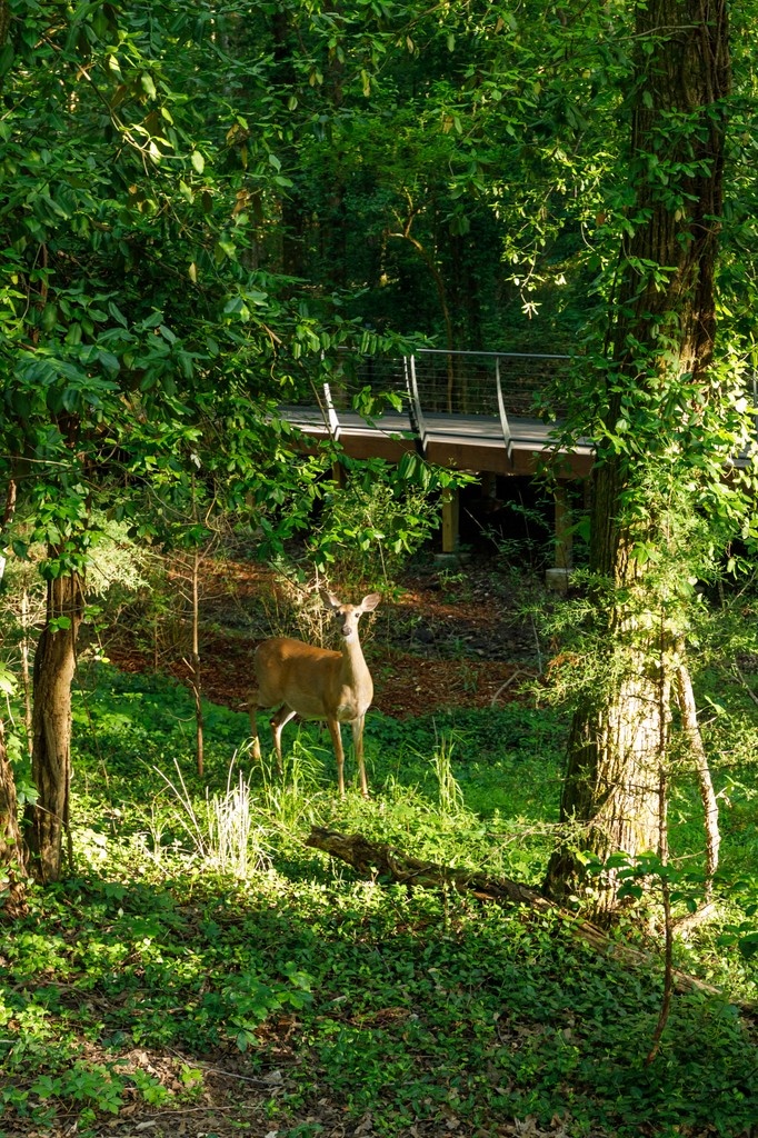 🦌 Deer Members,
Starting June 4, enjoy early access to the Gardens every Wednesday from 8–9 AM through Oct 29. Peaceful strolls, summer blooms, and maybe a deer sighting or two await. 

Advanced reservations are required: l8r.it/85vK