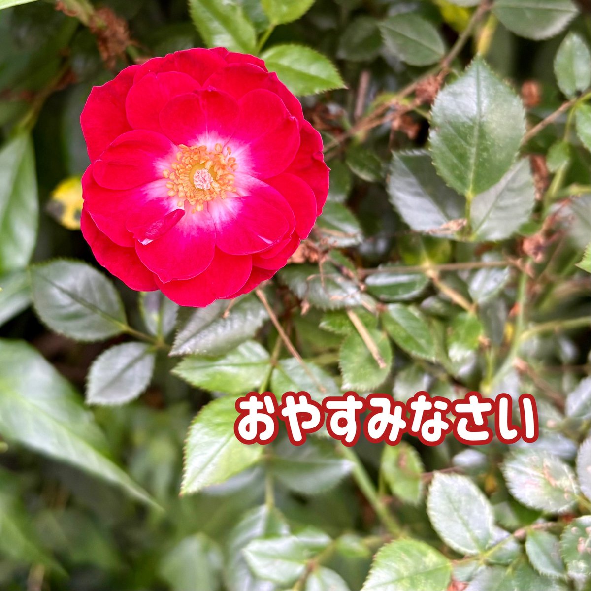 今日もお付き合いありがとうございます。どうぞごゆっくりお休みください。
 #おやすみ