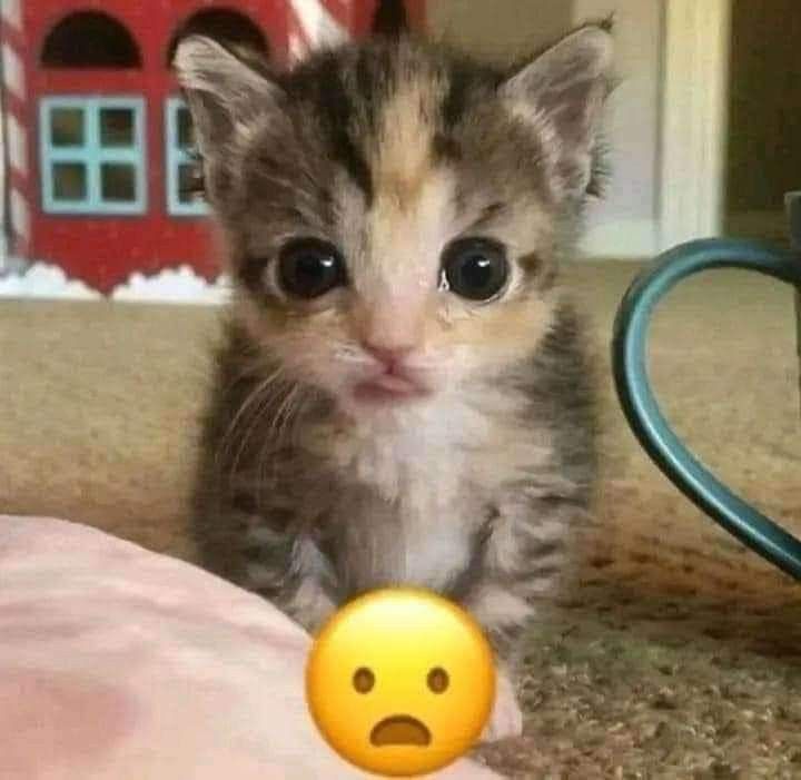 ShootaCat's tweet image. 