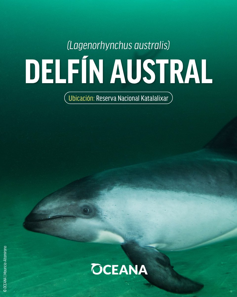 Esta especie de delfín se distribuye en el cono sur de Sudamérica, ocupando dos grandes hábitats: las costas abiertas, expuestas a oleajes sobre plataformas continentales superficiales; y bahías profundas y protegidas en el sur.

Conoce más en chilebajoelmar.oceana.org