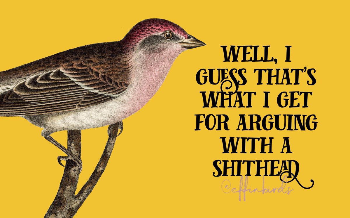 Effin' Birds (@effinbirds) on Twitter photo 