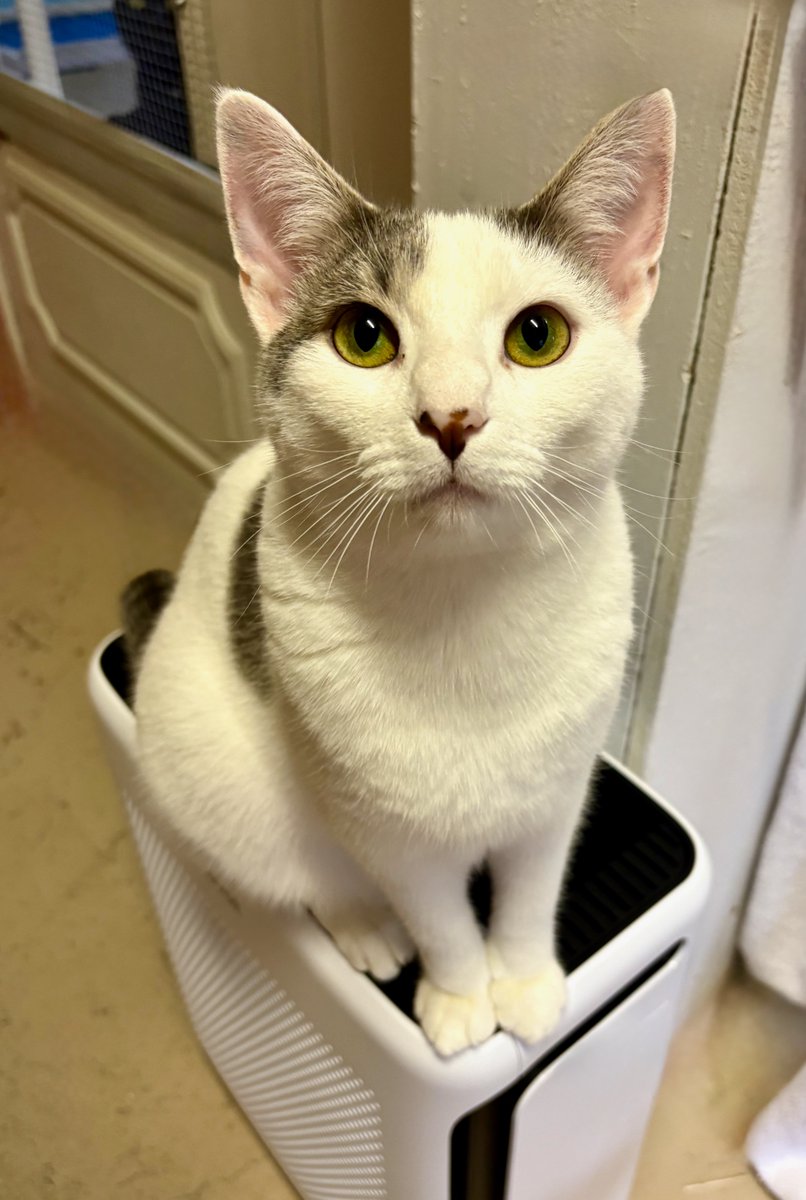 We splurged and bought 2 air purifiers. Lil Pea gives us the blank stare when we explain they are not meant to be seats. 
#sunday #cats #pets #va #nova #virginia #maryland #dc