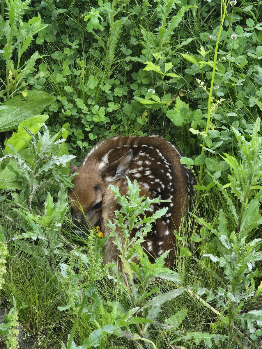 I walked the treeline this morning and came across a newborn. Mom was in the woods calling, took photos, and moved along.