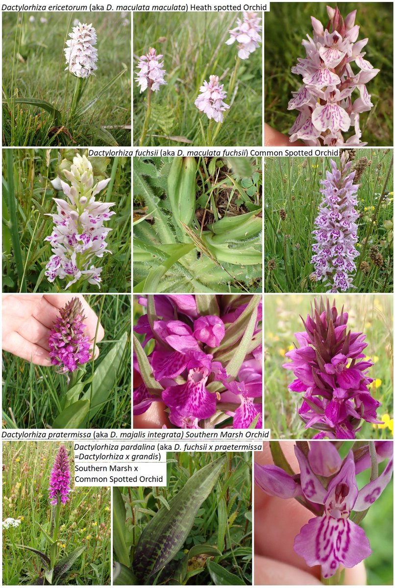 Dactylorhiza from The Lots/Gruffy NR, Mendips, Somerset with my guesses re Kreutz taxonomy.