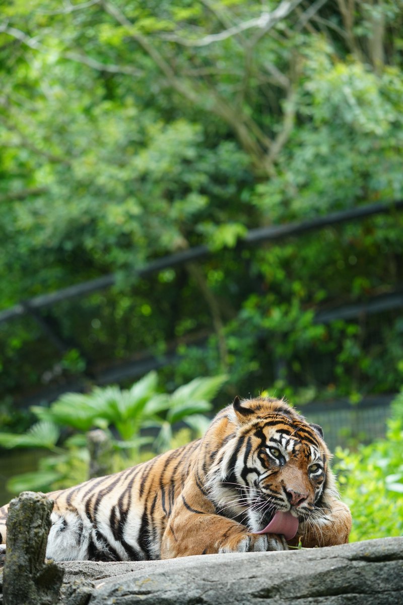 初めてお会いしたバユさんは威厳に満ち溢れておられました
#八木山動物公園フジサキの杜 
#スマトラトラ