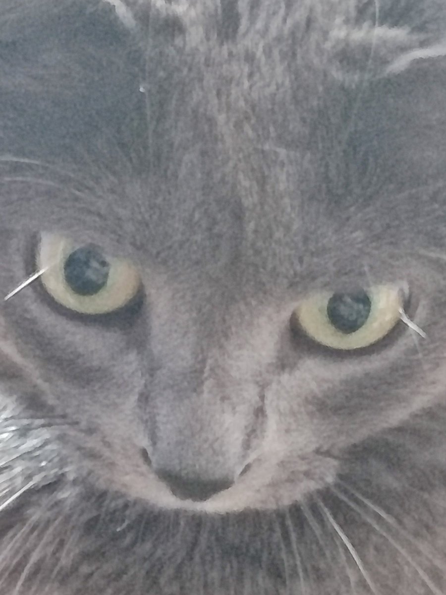 PrickyAndAngry's tweet photo. @anest_ohmatdyt Багато котусиків не бува 😈 https://t.co/7NP4g5rNgw
