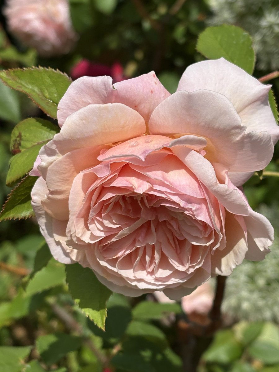 Please enjoy these roses - they smell as wonderful as they look