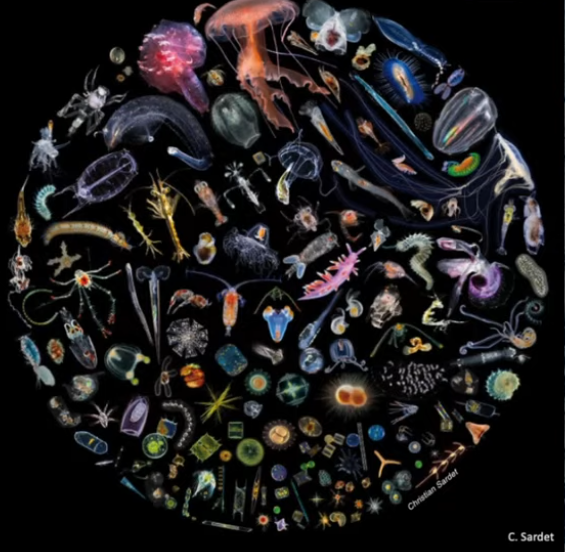 Water 🫧Planet. How well do you know the vast tiny aquatic wonders alive beneath the bluest of ocean waves? 🌊🪼
 #marinebiodiversity