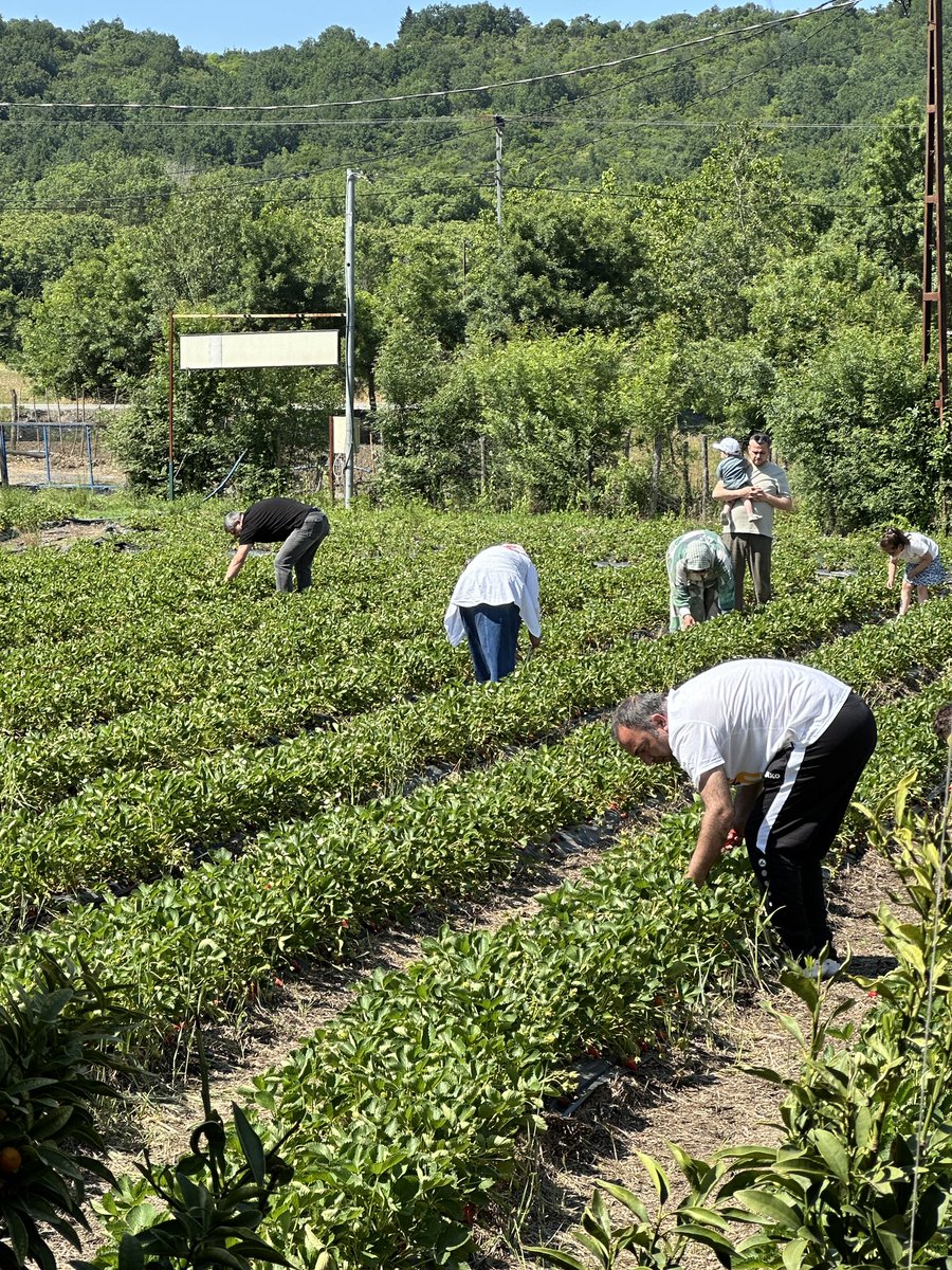 onderkayaistan1's tweet photo. Beykoz Paşamandıra köyünde tarladan çilek zamanı. https://t.co/nmvooTPZGF