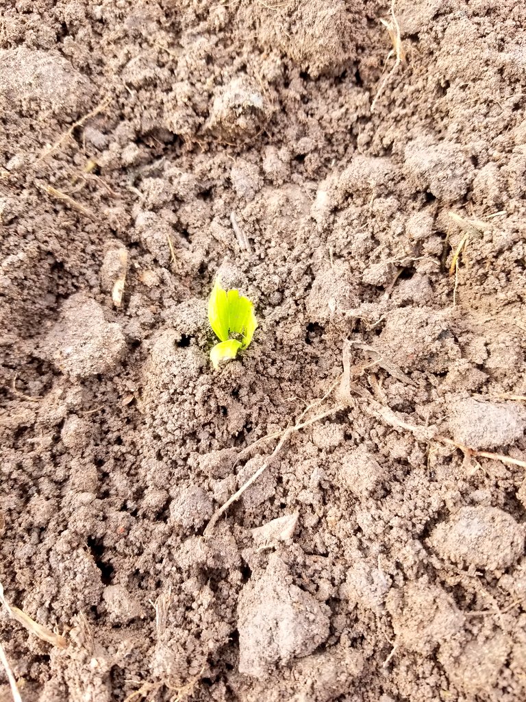 Seedling🌱 of Hope &amp; Growth