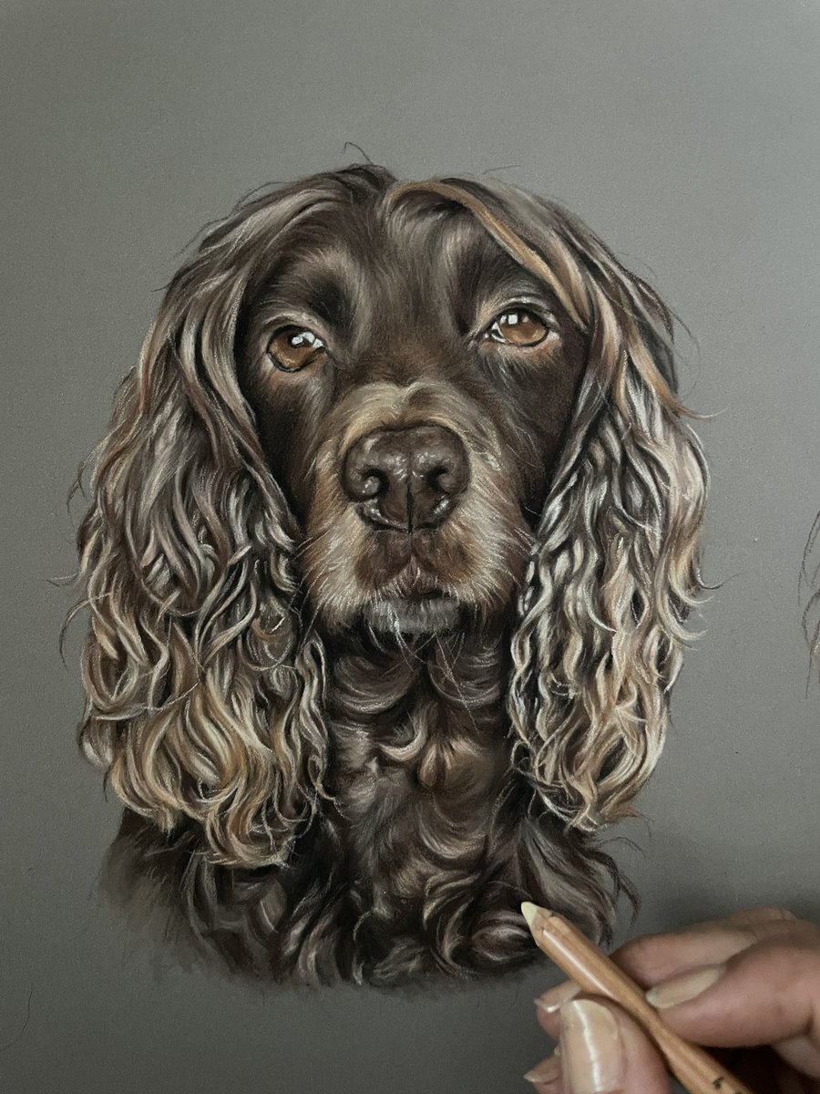 Hi everyone 👋
I can now share Ace’s portrait with you.. 

Ace is a working Cocker Spaniel and this is the first half of a double portrait ☺️ I’ll share the other one shortly 

#petportrait #drawing #art #artist #workingcockerspaniel