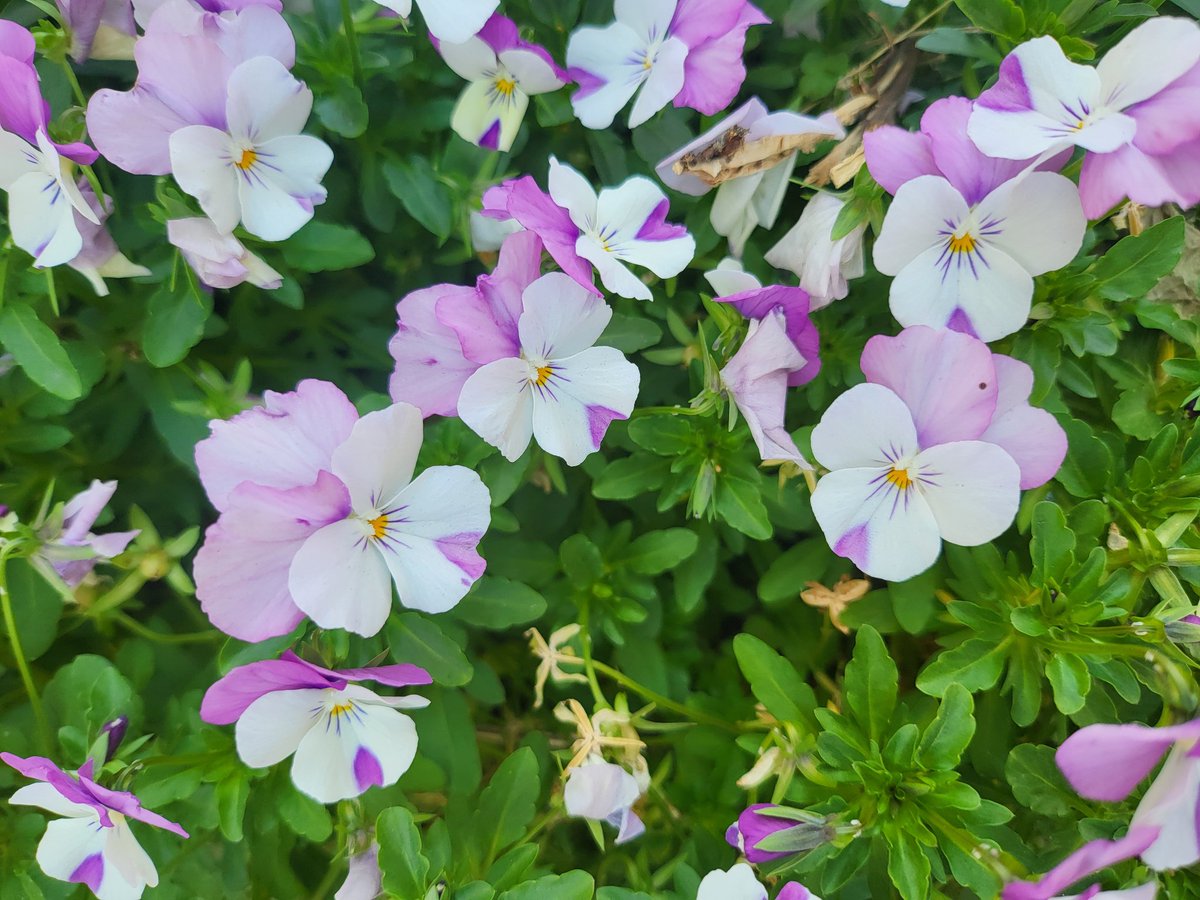 꽃이 너무 예쁘네요
분홍색과 흰색으로 
화사해요~~♡