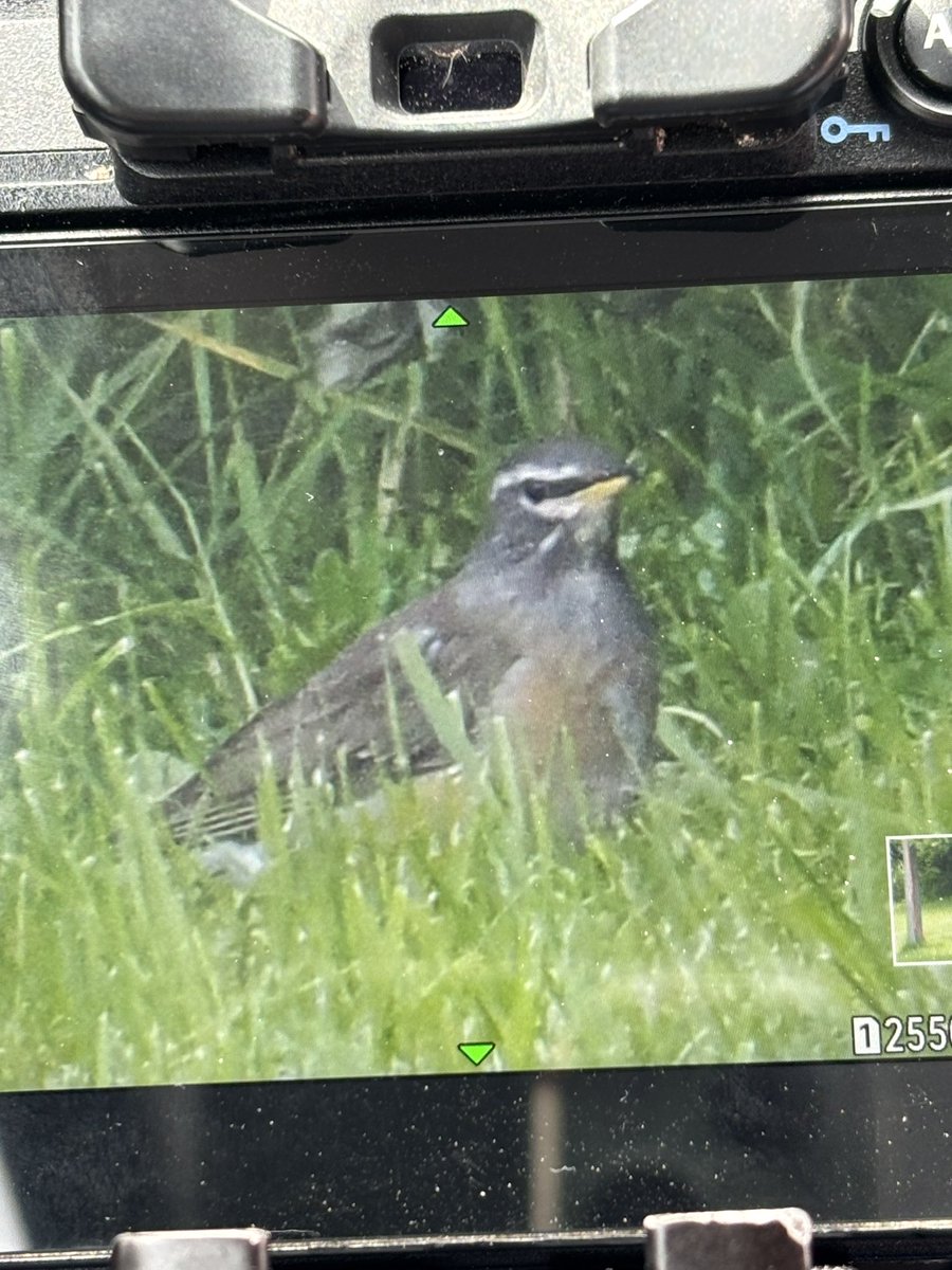 Rebecca Nason (@puffinpassion) on Twitter photo Eye-browed Thrush - Yell. A belter of a thrush on my way to change over our self catering Solan House on Unst today. Found earlier by Christian Melgar and found out in the open for us with minutes to spare by <a href="/birderkettle/">Adrian Kettle</a> Only our 2nd for Shetland after Phil’s 2020 bird. Eye-browed Thrush - Yell. A belter of a thrush on my way to change over our self catering Solan House on Unst today. Found earlier by Christian Melgar and found out in the open for us with minutes to spare by <a href="/birderkettle/">Adrian Kettle</a> Only our 2nd for Shetland after Phil’s 2020 bird.