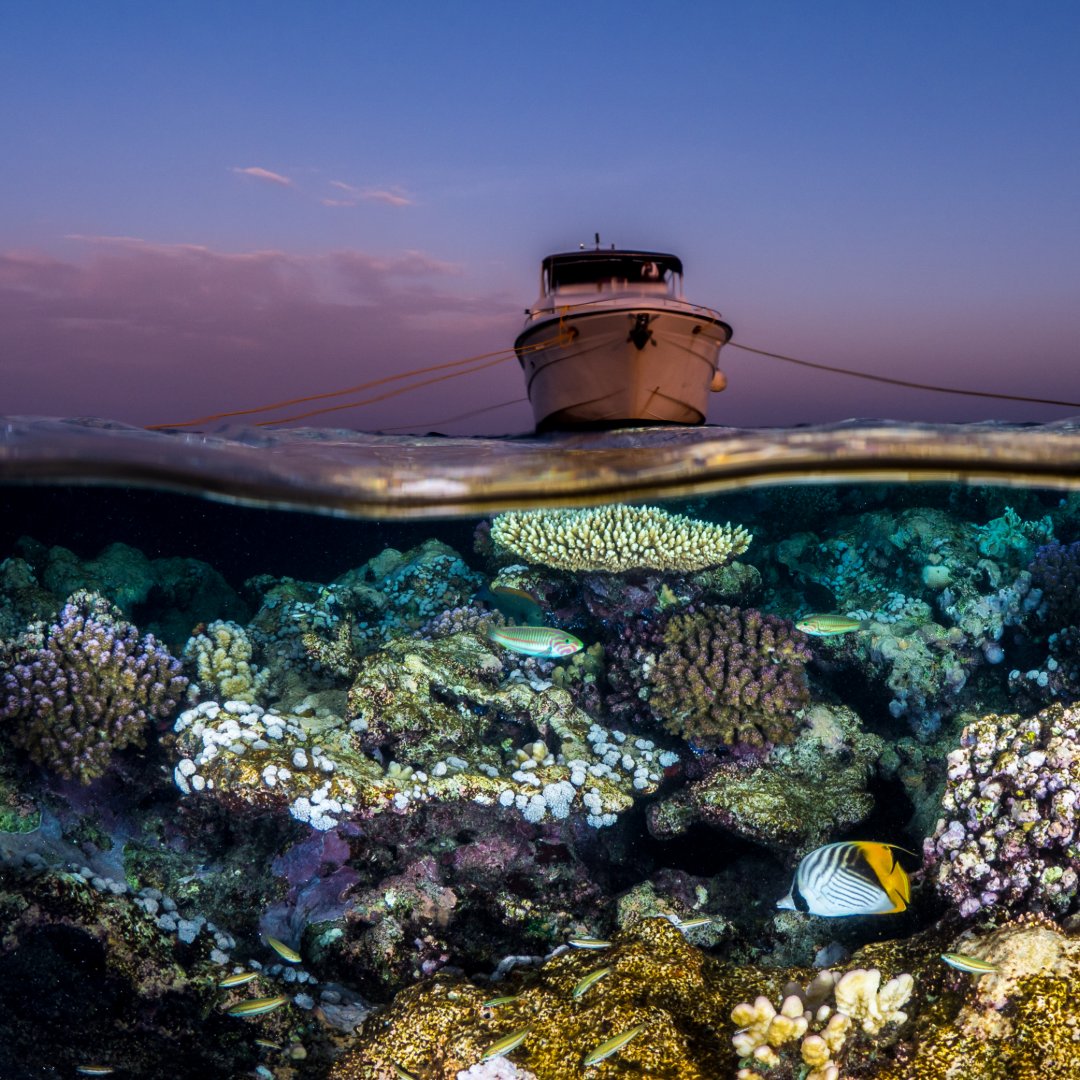 Celebrating #WorldReefDay! 

Beyond their beauty, coral reefs contribute $2.7T globally. #KAUST's Coral Restoration Initiative is advancing science to protect these ecosystems, supporting Saudi Arabia's goals &amp; global marine conservation. #RedSea