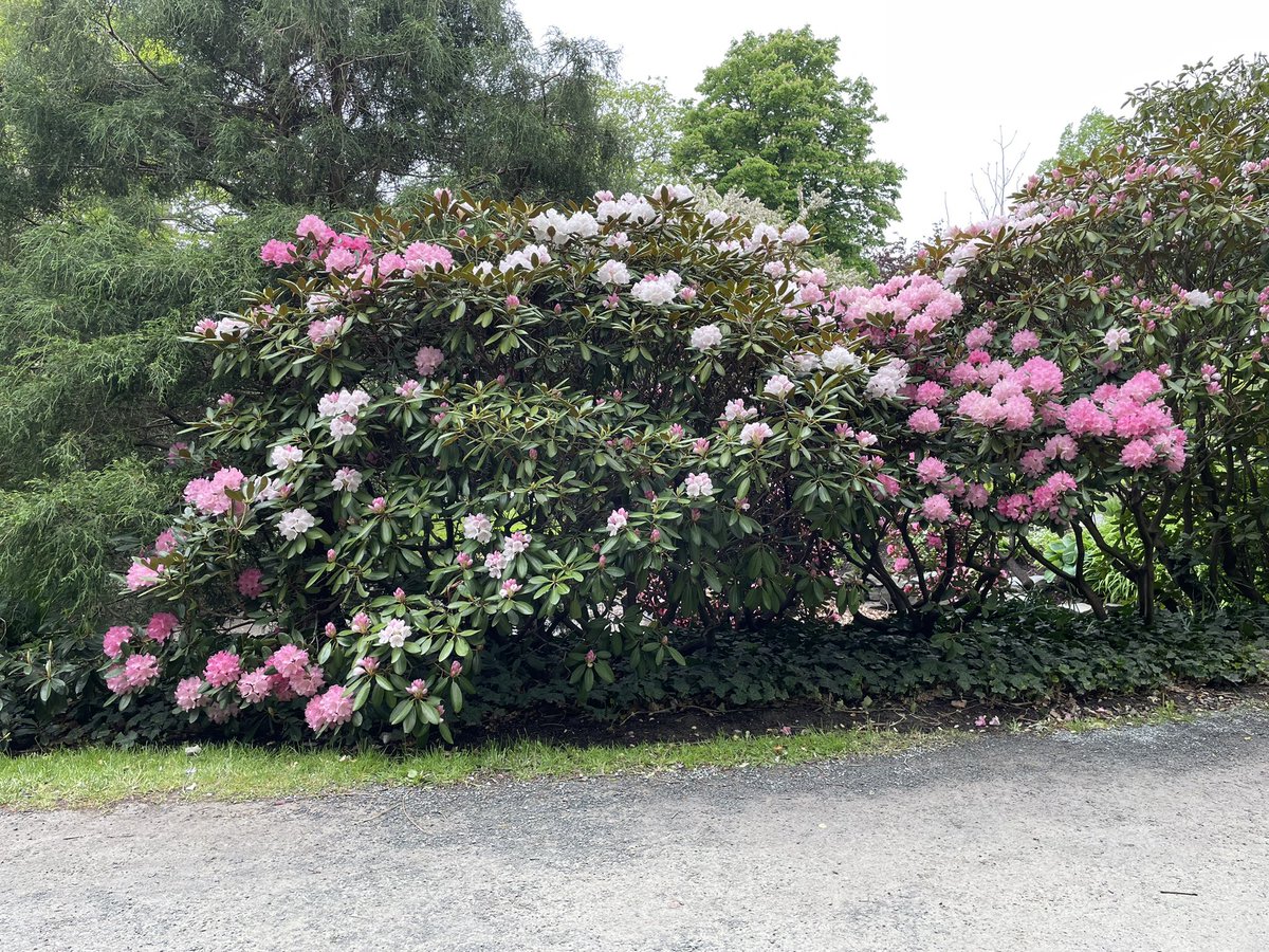 I told you that the Rododendron's were coming! This isn't the big one that will be another week or so! But it's starting to look extra colourful at the Halifax Public Gardens!