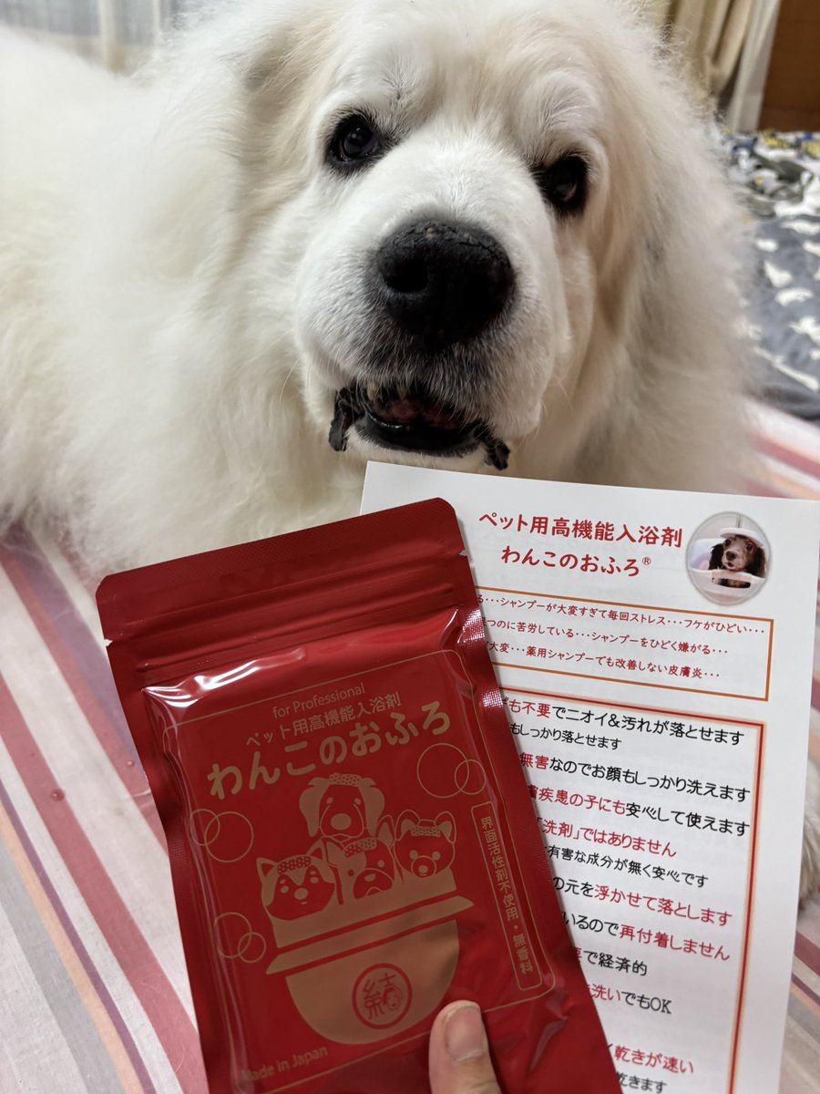 PyreneanVillage's tweet photo. 今日のmamaさんランチ🍽️
採れたて玉ねぎスープに巻き寿司＆ひじきの煮物
美味しい😋パワーチャージ💪
みなさんおすすめの
わんこのおふろが届きました
ハイシニアさんにシャンプーは負担が大きいので買ってみました
使うのが楽しみ
#greatpyrenees  #グレートピレニーズ　#ピレ村　#ピレとの暮らし https://t.co/tQy1MkG5e4