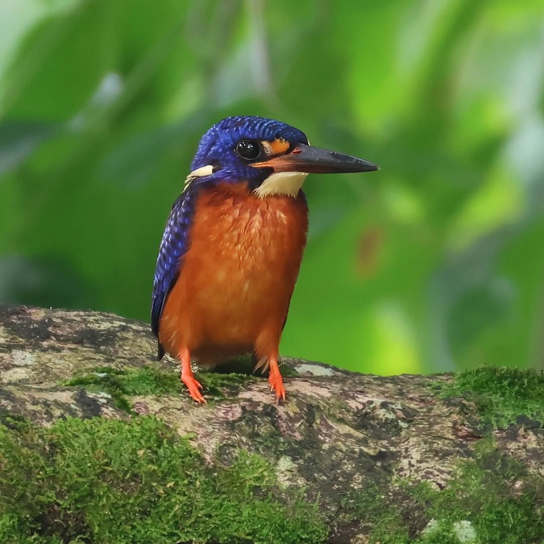 Irresistible iridescence, deadly accuracy 🧬🪶: Blue-eared Kingfisher (Alcedo meninting) is an expert angler cloaked in nanostructural brilliance🎯🐠. Photo: Lee. #Biodiversity #Wildlife #Birds #Birding #WildlifePhotography #NaturePhotography