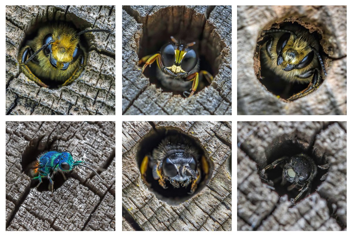Some of the guests in our bee-hotel this weekend. We offer rooms 2mm to 10mm in diameter that attract mason and leafcutter bees; and other solitary bees/wasps (including parasitic/cuckoo species). Also get a range of interlopers that just need a room for the night. #Staffs