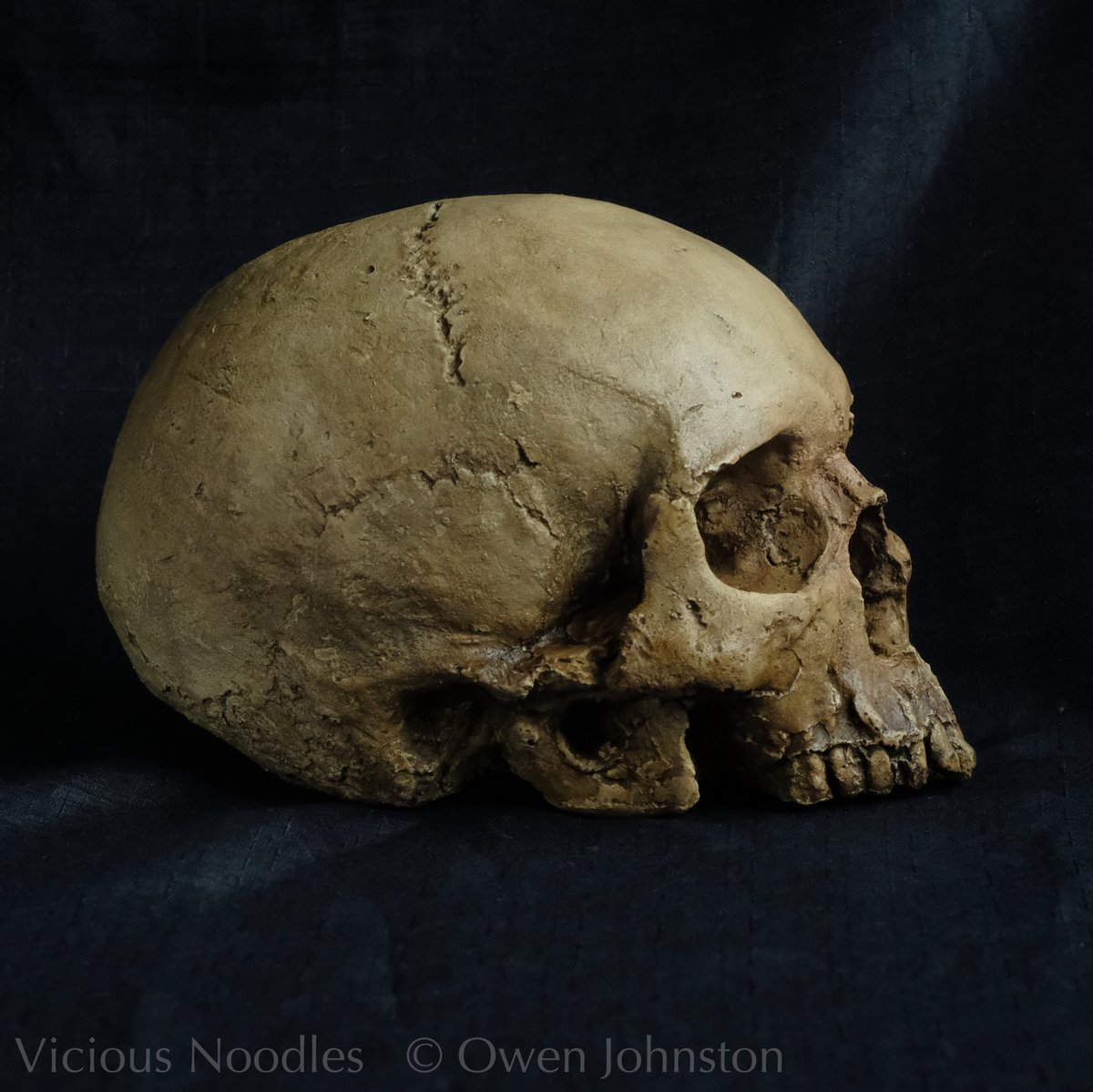 Buy this highly realistic #handmade life size replica #skull from viciousnoodles.com. Based in UK, I ship worldwide to selected destinations, all orders are expertly packaged and tracked.
#ReplicaSkull #HumanSkull #goth #GothicHomeDecor #anatomy #DarkAcademia #horror #crâne