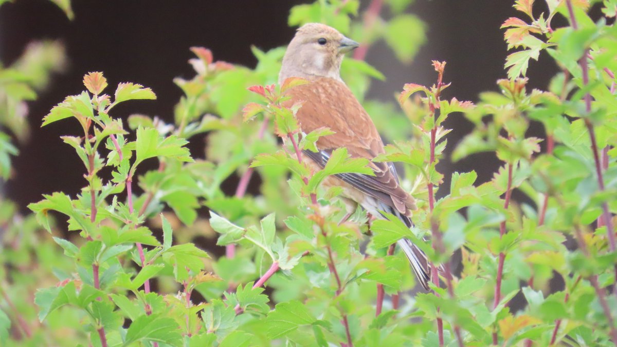 MvStuijvenberg1's tweet photo. Meneer en Mevrouw #Kneu op #ZomaarEenZondagMorgen
Ze hadden het heeeeel gezellig samen.
#LiefdeIs
#2025VogelJaar #98
#BirdsSeenIn2025 #CommonLinnit
Hoi Ilse en Waylon. https://t.co/5imtjv4imL