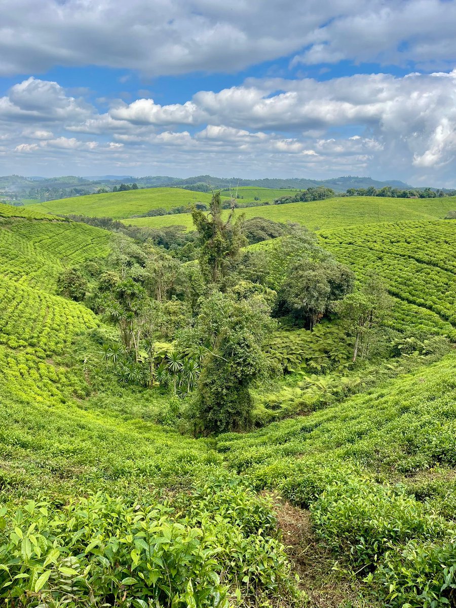 Nature is therapeutic. Make a post card from the beautiful land of Burundi 🇧🇮😍🍃☀️⛰️

Photos courtesy of Teza Trails gallery