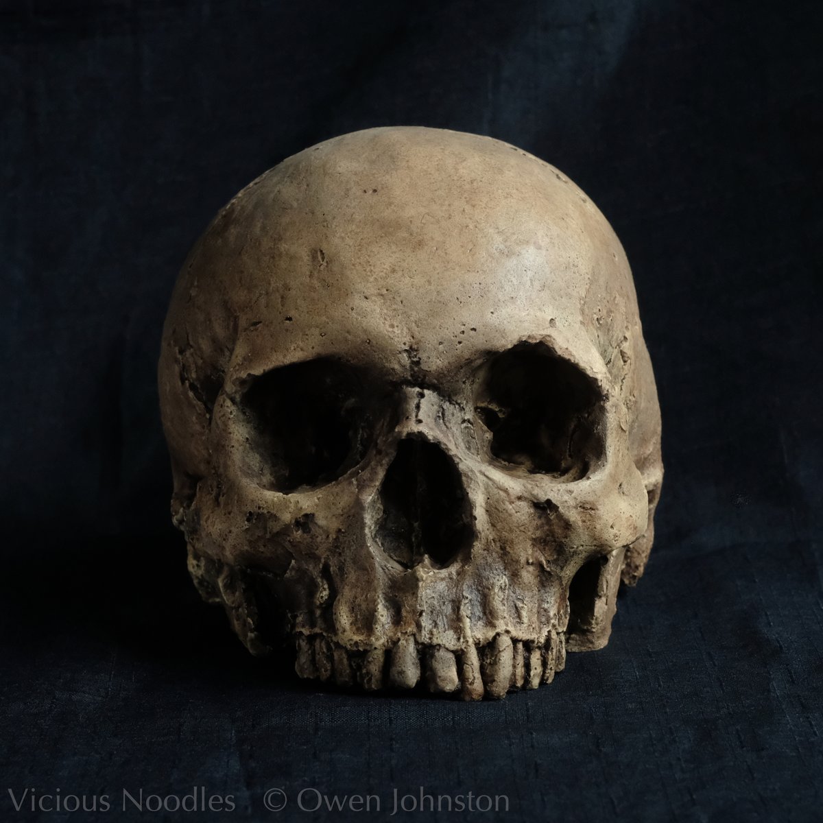 Buy this highly realistic #handmade life size replica #skull from viciousnoodles.com. Based in UK, I ship worldwide to selected destinations, all orders are expertly packaged and tracked.
#ReplicaSkull #HumanSkull #goth #GothicHomeDecor #anatomy #DarkAcademia #horror