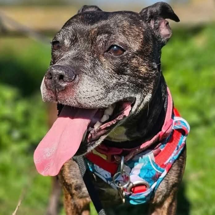 Hey everyone, it's me Envy ere to remind you all that I'm still on the lookout for me pawfect furever home 🏡 if you could give me a share I'd be very grateful! Fanks!!
Here's me deets....
seniorstaffyclub.co.uk/adopt-a-staffy… #teamzay #AdoptDontShop #rescuedog #adoptable #dog #sundayvibes