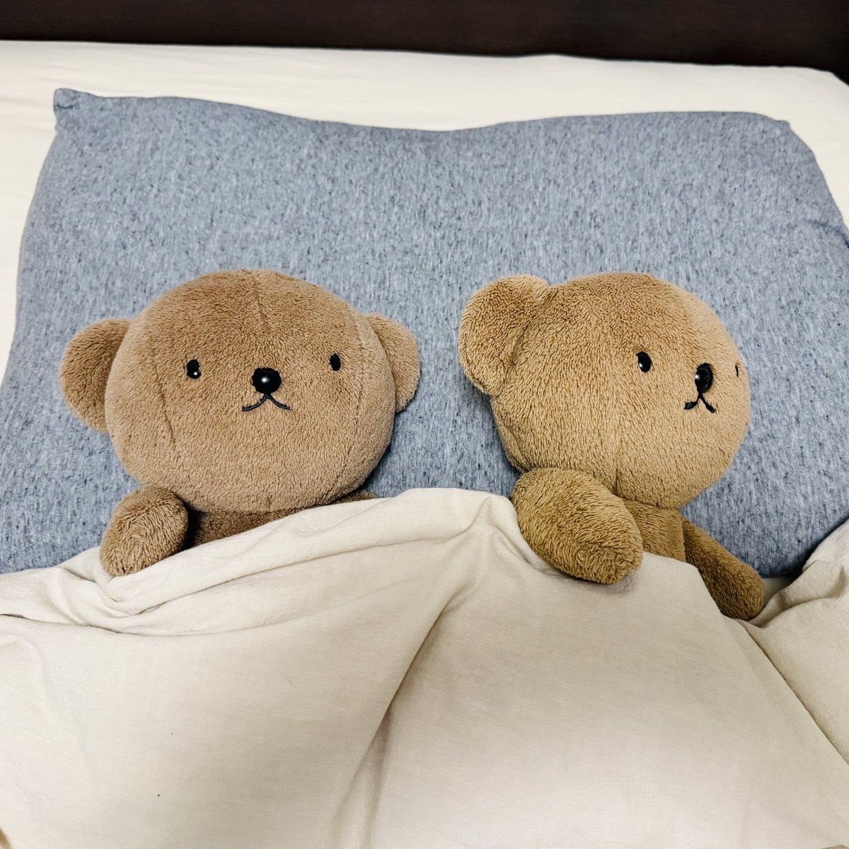 BorisPori's tweet image. Good night( ・ᴥ・ )🌙