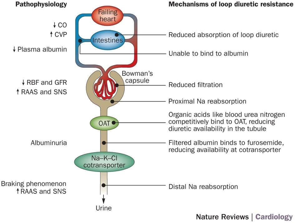 The Heart (@zheart11768530) on Twitter photo 🔴Diuretic response in acute heart failure—pathophysiology, evaluation, and therapy⤵️
🔹Site and mechanism of action of diuretics 👇🏼Excellent review in <a href="/NatRevCardiol/">Nature Reviews Cardiology</a>
🔹nature.com/articles/nrcar…
#Cardiology #FOAMed #MedEd #medstudent #paramedic #Cardiology #CardioEd 🔴Diuretic response in acute heart failure—pathophysiology, evaluation, and therapy⤵️
🔹Site and mechanism of action of diuretics 👇🏼Excellent review in <a href="/NatRevCardiol/">Nature Reviews Cardiology</a>
🔹nature.com/articles/nrcar…
#Cardiology #FOAMed #MedEd #medstudent #paramedic #Cardiology #CardioEd