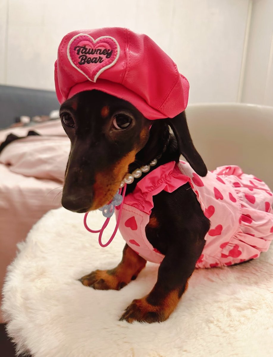 PostsOfDogs_'s tweet image. barbie puppy 💕