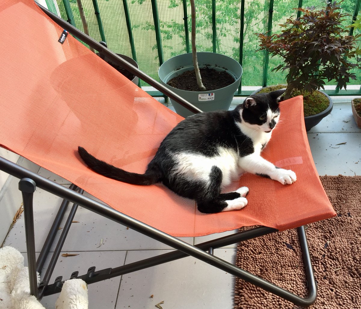 Good afternoon, friends! After two hot days, the weather is cool again. I'm annoyed, though; down in the gardens, a group of parakeets is chasing my friends, turtle doves. Nasty birds! I hissed at them, but they didn't mind. Mum, don't I look dangerous? #Hedgewatch #CatsOnTwitter