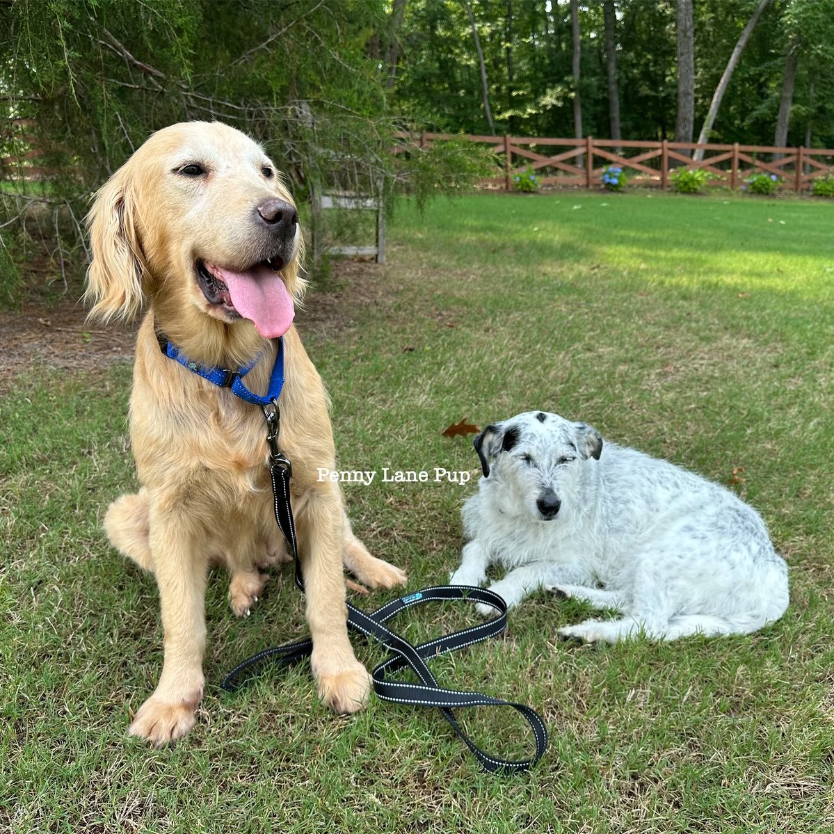 Just two hotttt goldens on a beautiful summer day! ☀️
#buttercup #pennylane #goldenretrievers