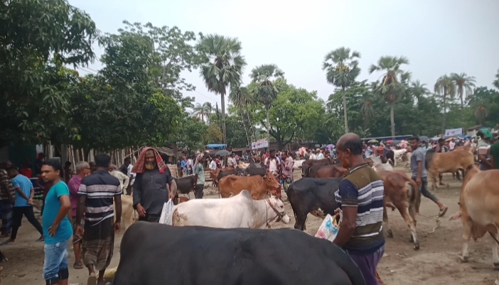 সাতক্ষীরার দেবহাটার পারুলিয়াতে জমে উঠেছে কোরবানির পশুর হাট: দাম নিয়ে মিশ্র প্রতিক্রিয়া