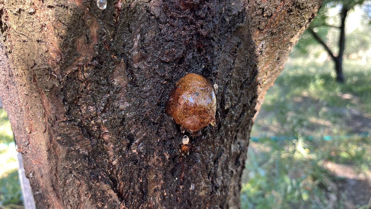 Şunu mıncıklarken yanlışlıkla patlatsam da hayatım kaysa